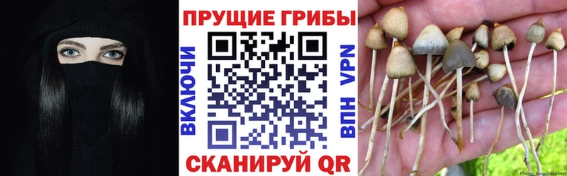 hydra зеркало  Волхов  Галлюциногенные грибы прущие грибы 